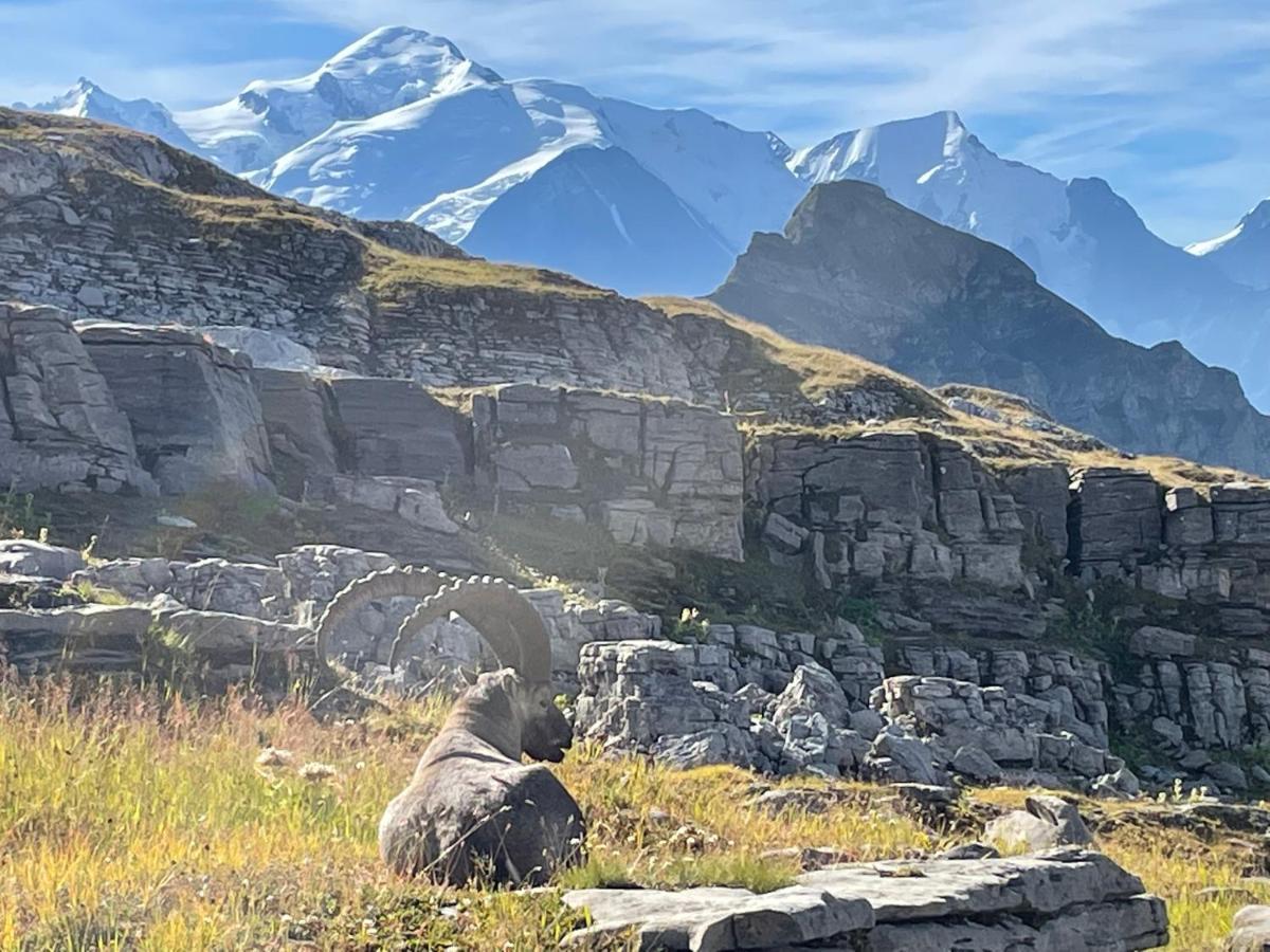 Residence Les Chardons Argentes Samoëns Eksteriør bilde